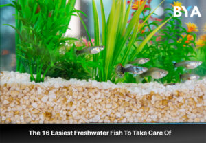 Easiest Freshwater Fish