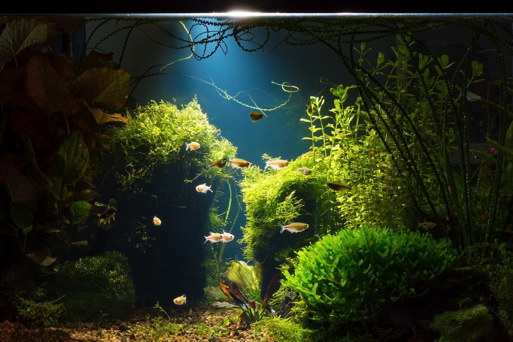 Do Aquarium Fish Need Light at Night? 