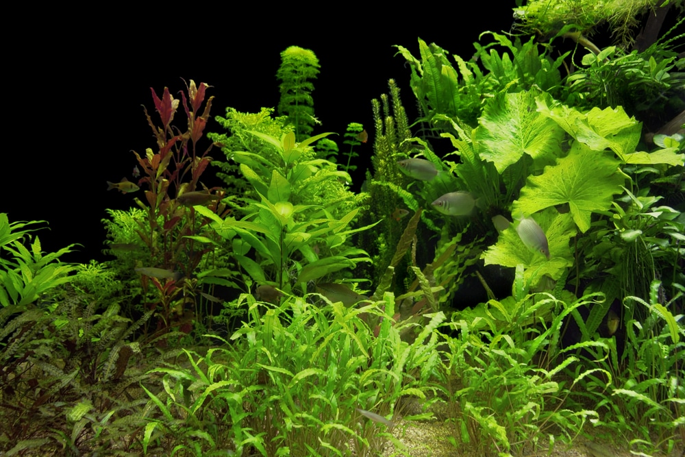 aquarium plants in sand