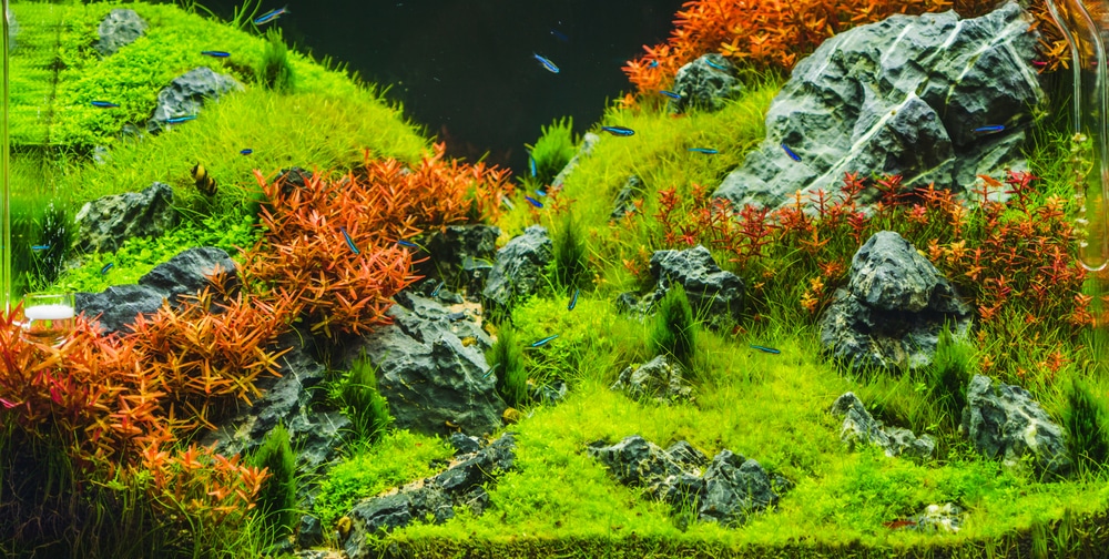 Planted Aquarium with red plants