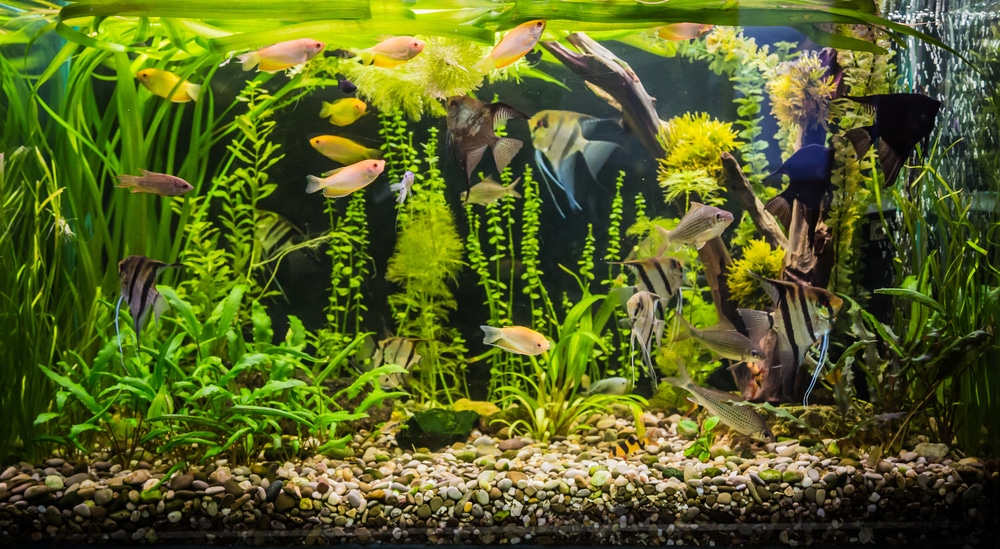 aquarium plants in gravel