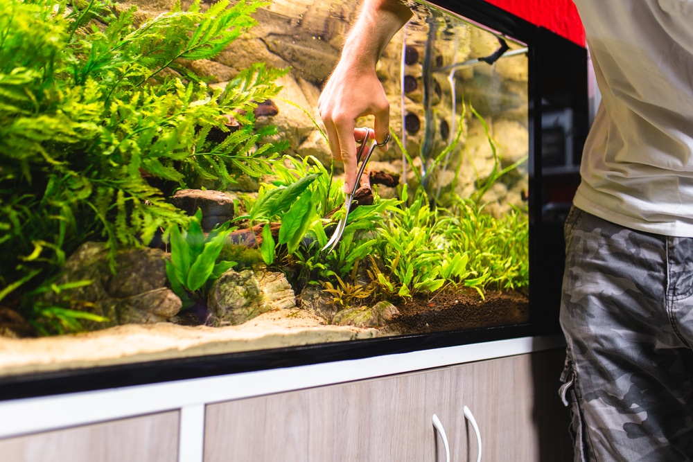 Man cleaning aquarium plants