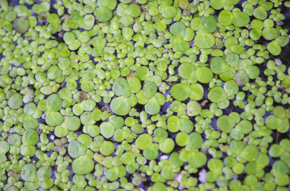 duckweed plant