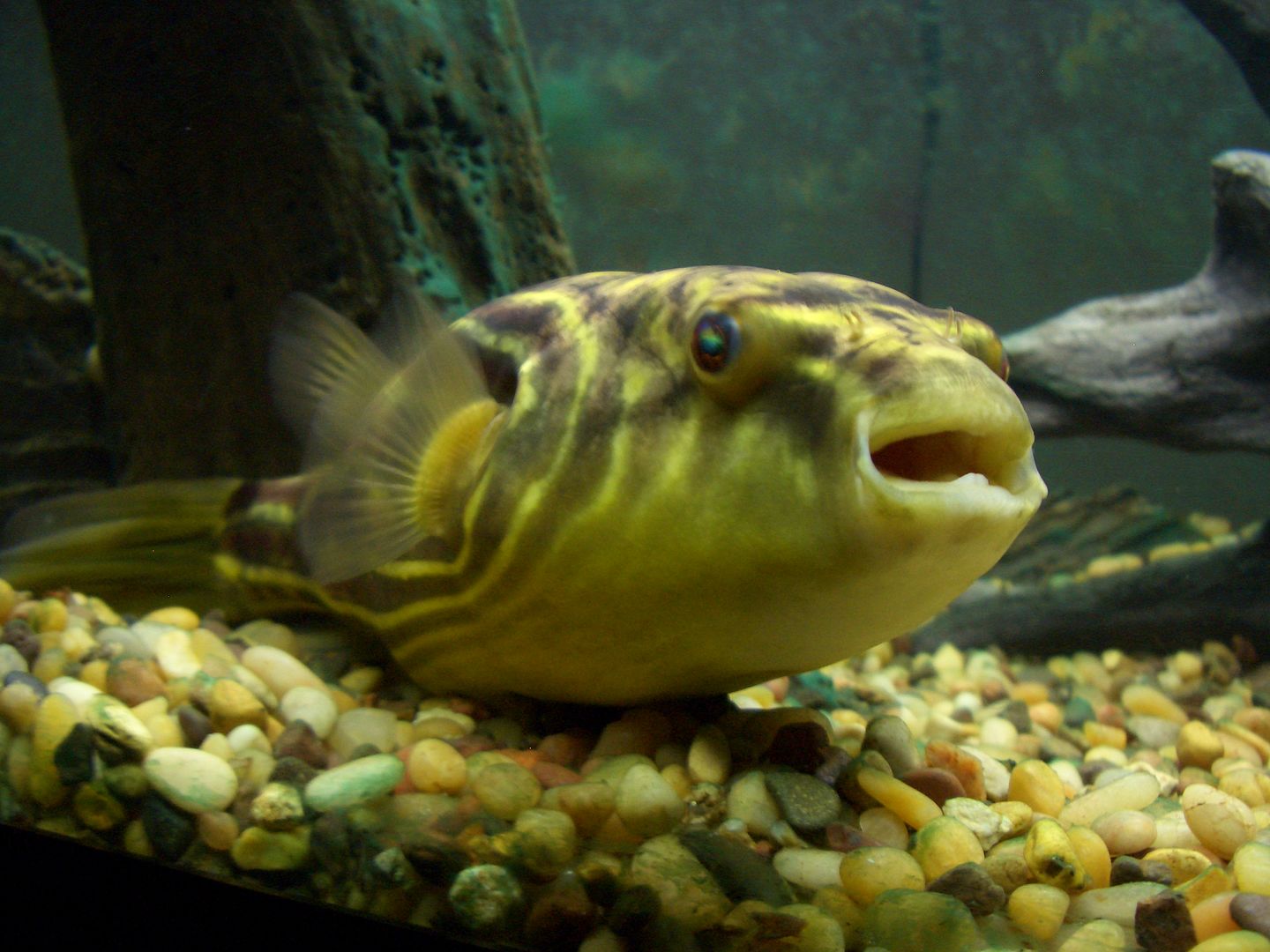 fahaka puffer fish