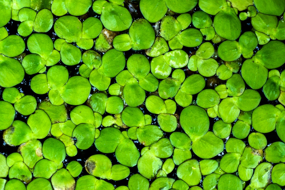 duckweed fast growing aquarium plant