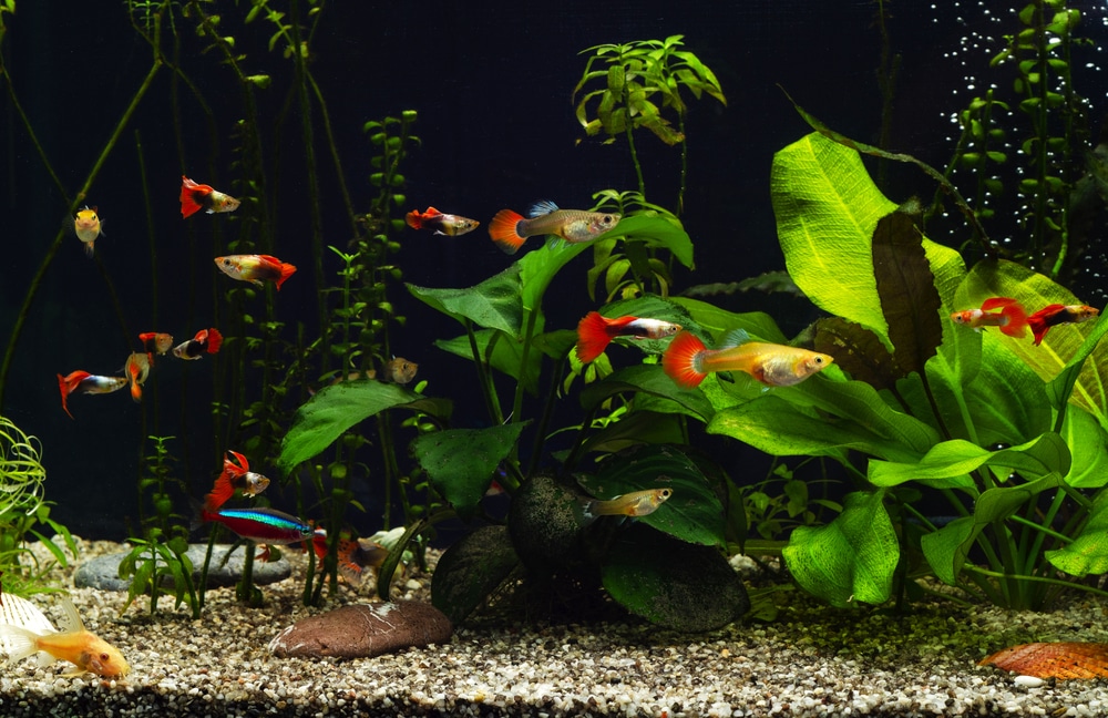 flowering aquarium plants