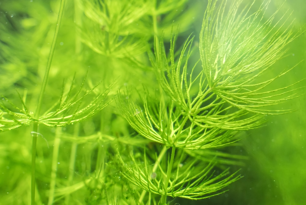 Freshwater Plant. Ceratophyllum demersum.