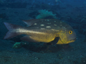 midnight snapper