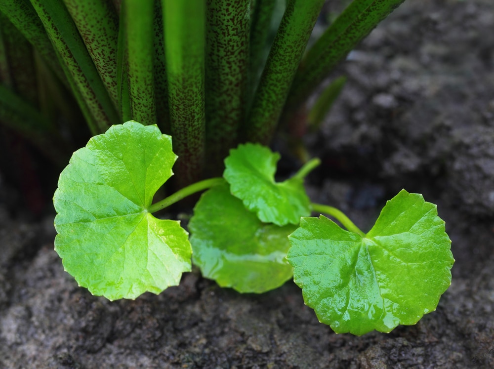 pennywort