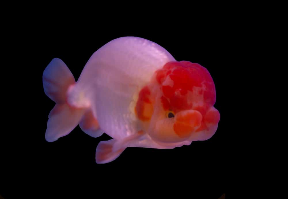 Lion head goldfish