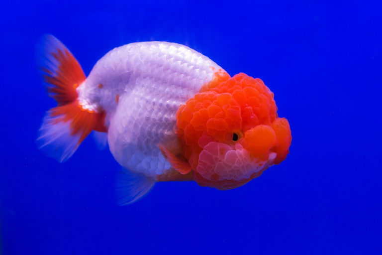Ranchu Goldfish Care (Diet, Setup, Size & More) Build Your Aquarium