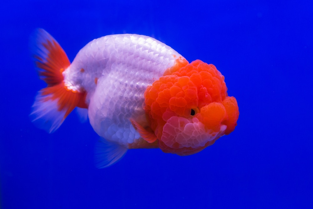 ranchu goldfish