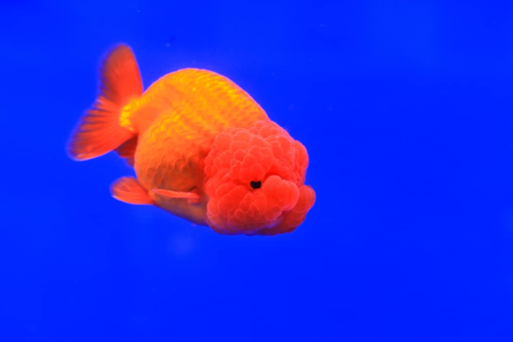 ranchu goldfish