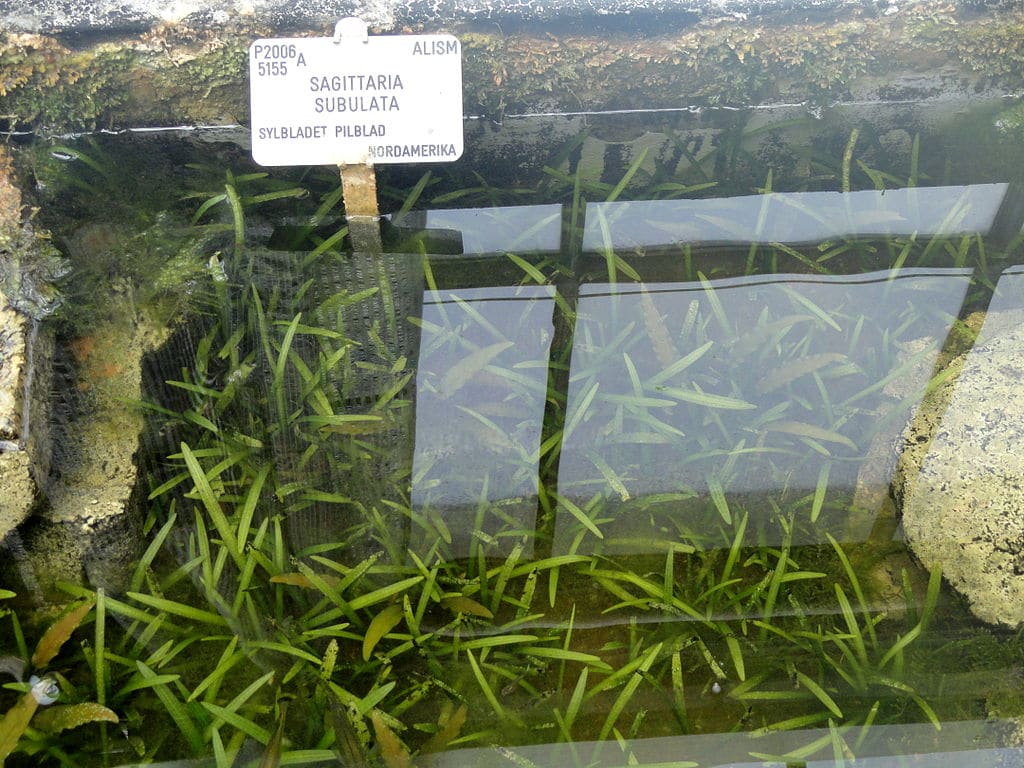 dwarf sagittaria