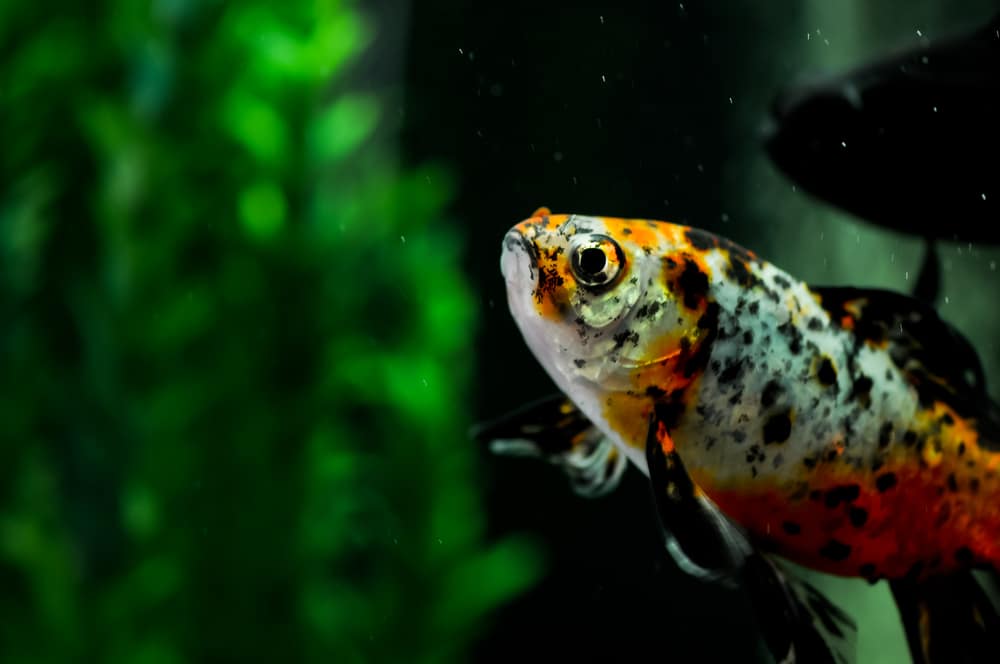 Japanese Shubunkin goldfish