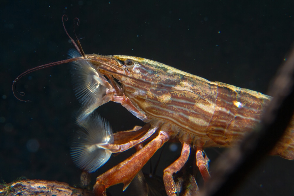 Bamboo shrimp (Atyopsis moluccensis)