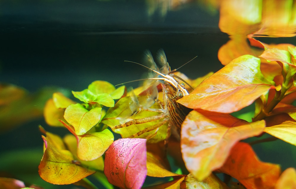 Freshwater Bamboo Shrimp. Atyopsis moluccensis.