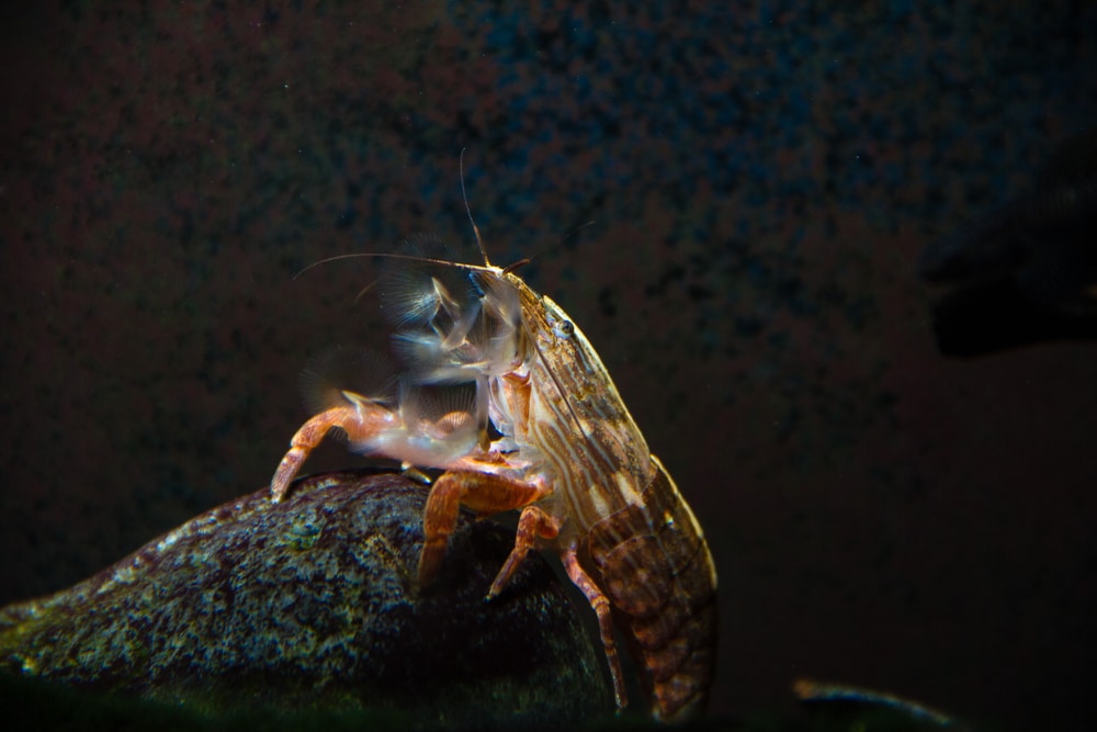 Bamboo shrimp (Atyopsis moluccensis)