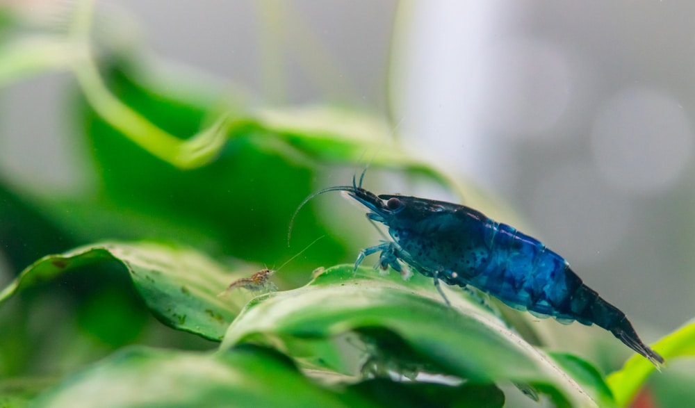 blue velvet shrimp on plant