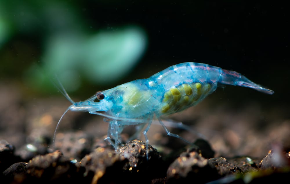 blue velvet shrimp with eggs