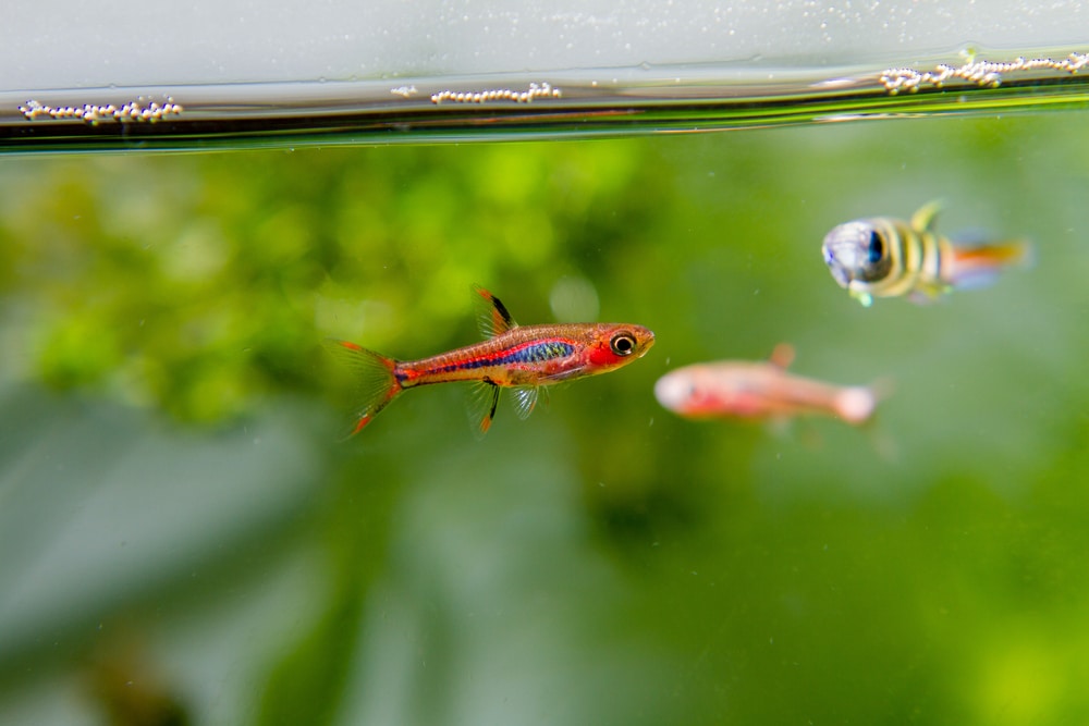 chili rasbora in aquarium