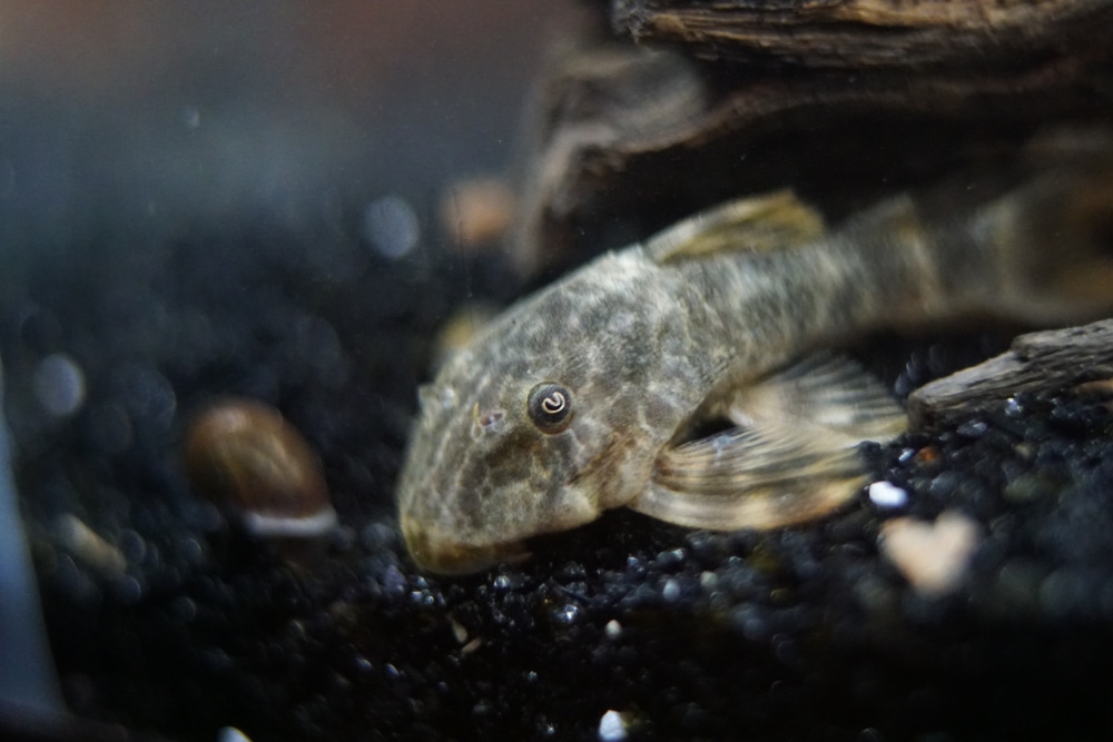 clown pleco Panaque maccus in aquarium