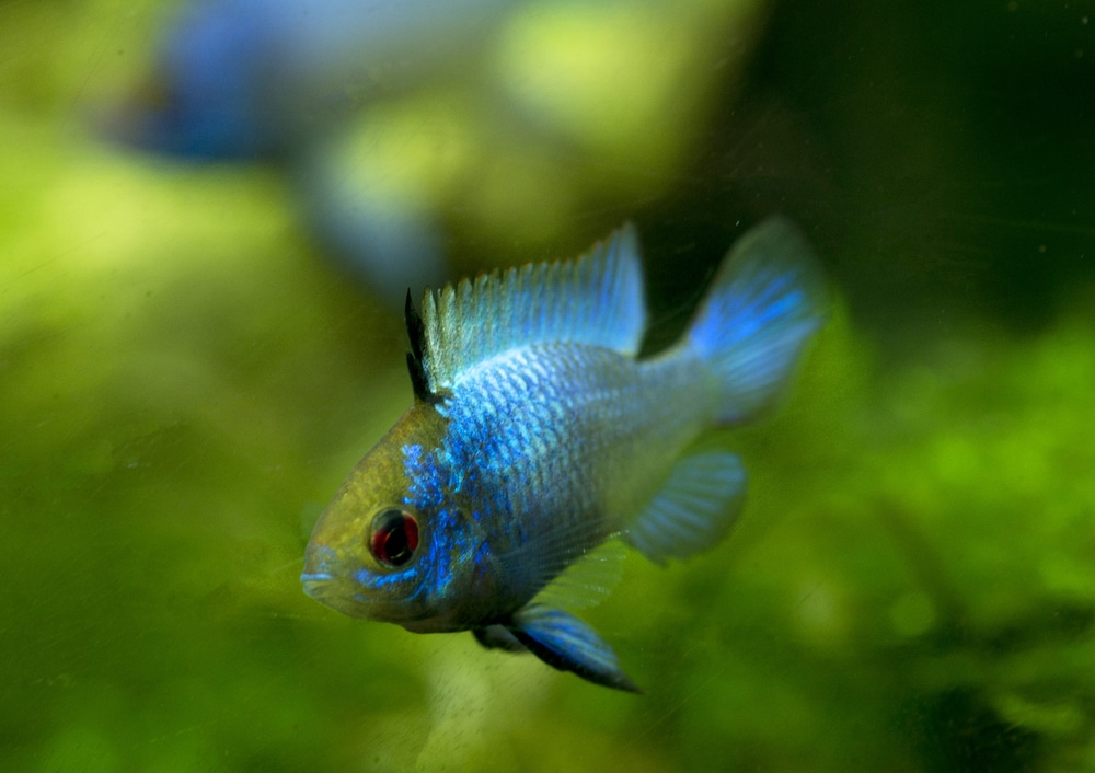 Electric Blue ram