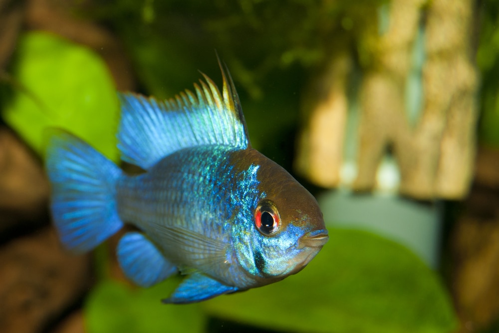 Electric Blue Ram (Mikrogeophagus ramirezi)