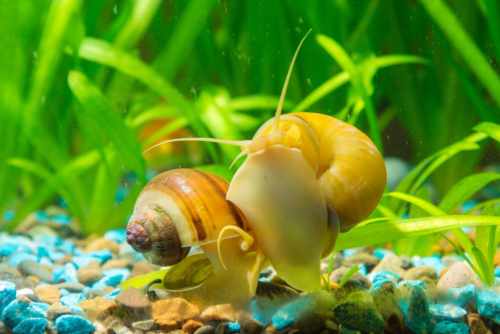 mystery snail