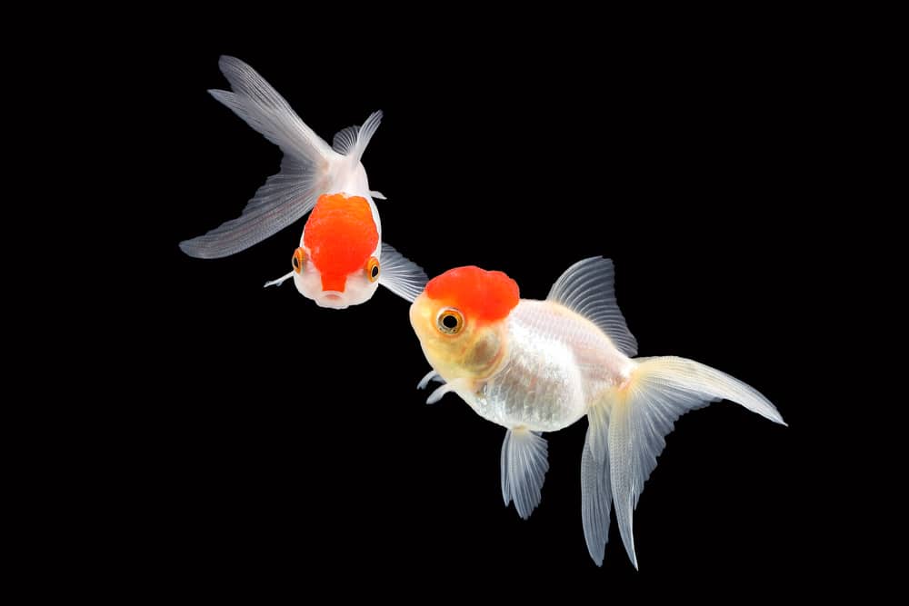 oranda goldfish
