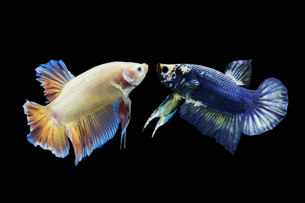 Plakat Fish: Complete Species Guide & Caresheet