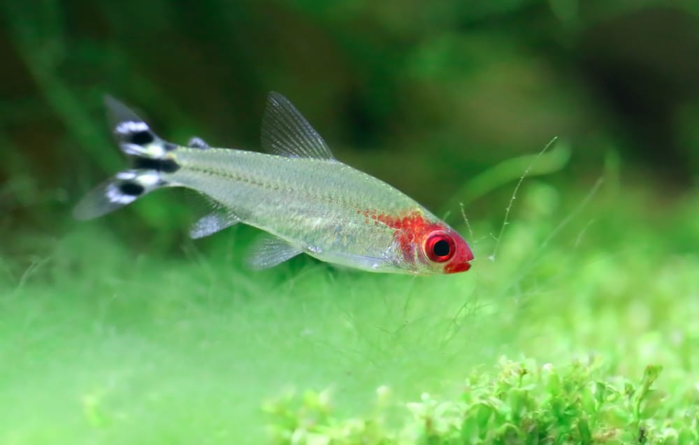 Rummy nose tetra