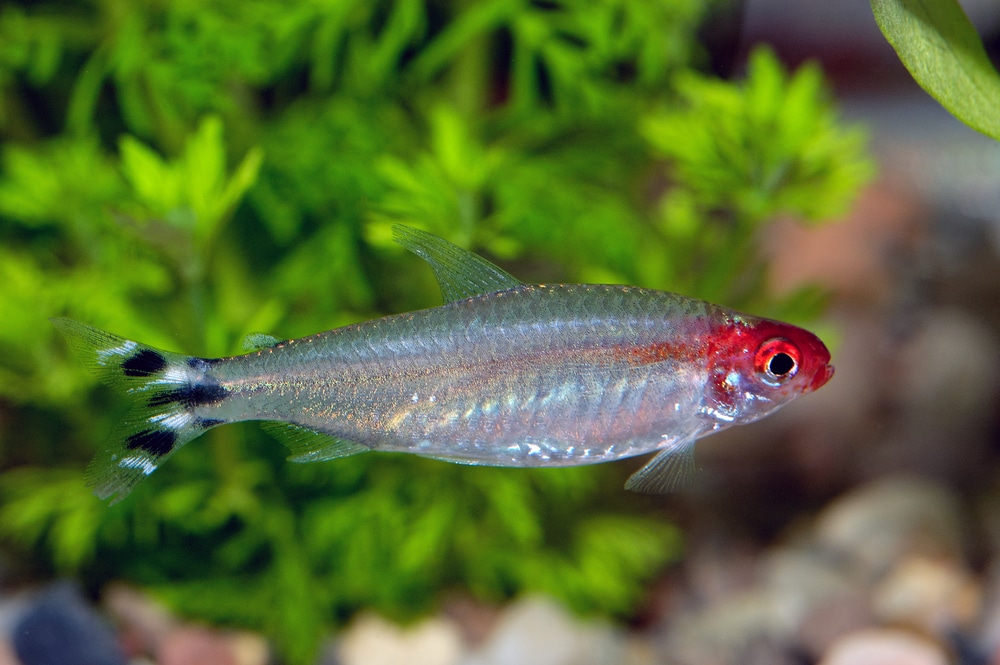 rummy nose tetra