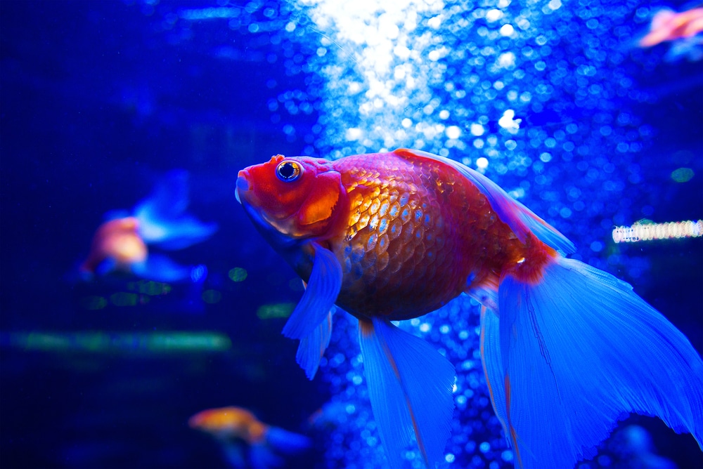 ryukin goldfish