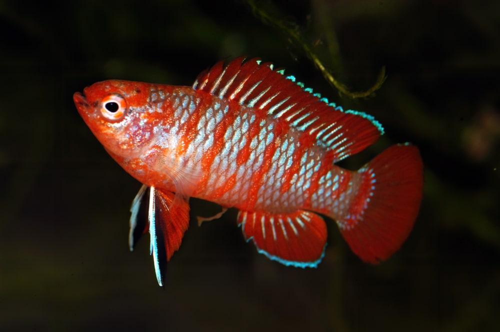 Scarlet Badis (dario,Dario),Is,A,Tropical,Freshwater,Fish