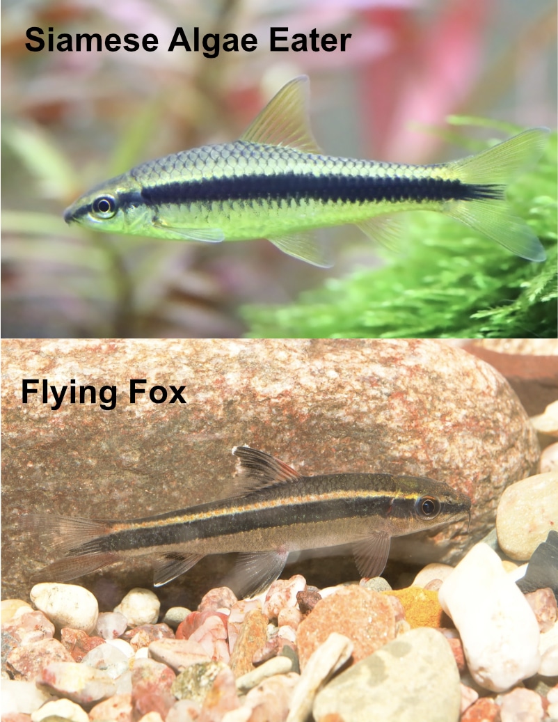 Siamese Algae Eater Care Sheet Setup Tank Mates And More