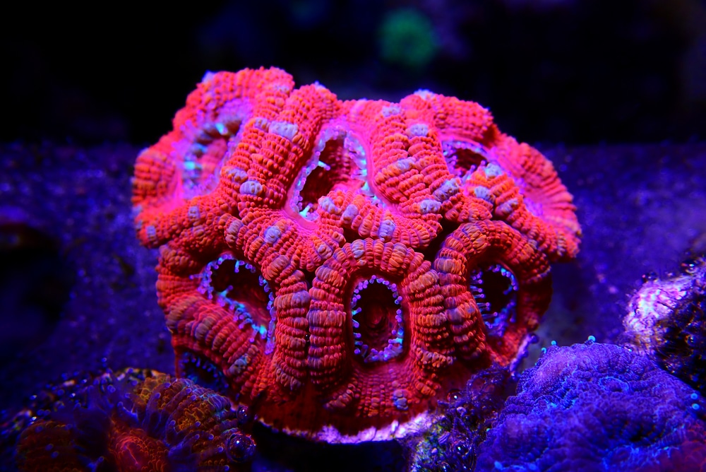 acan coral