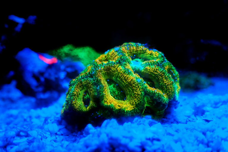 Acan Coral Care, Information, &amp; Pictures Build Your Aquarium
