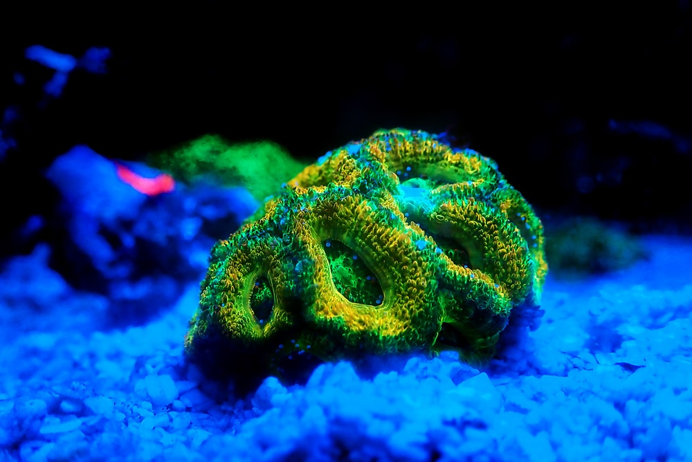acan coral
