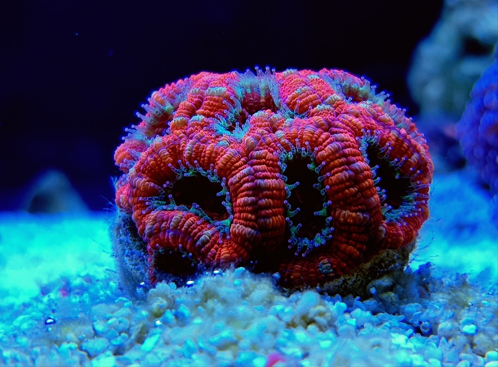 acan coral