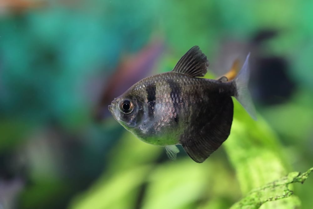 Gymnocorymbus ternetzi - black skirt tetra