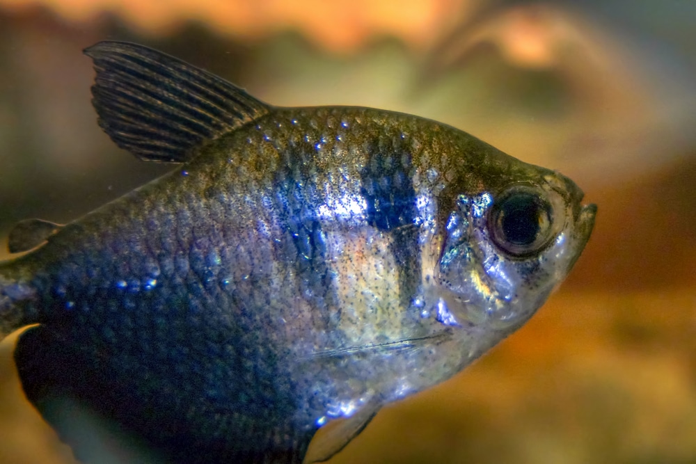 Black Skirt Tetra in the aquarium