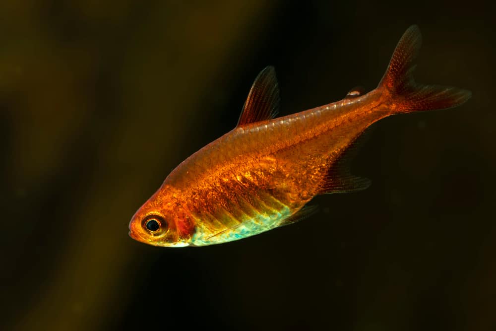 ember tetra Hyphessobrycon amandae