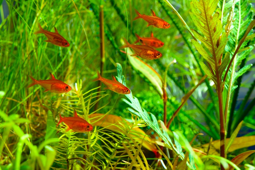 school on ember tetras