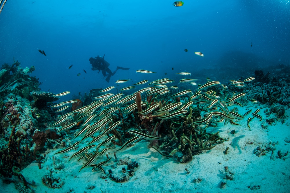 School of Engineer Gobies on the Reef