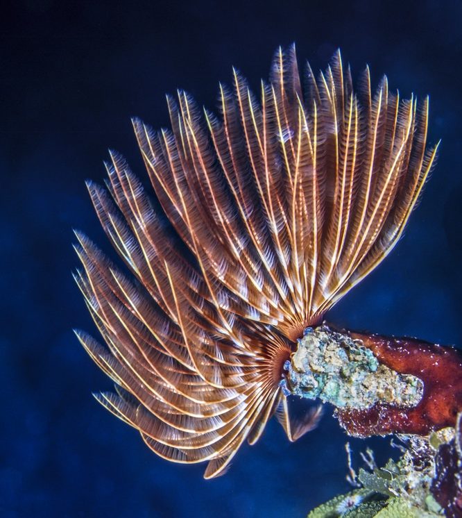 feather duster worm