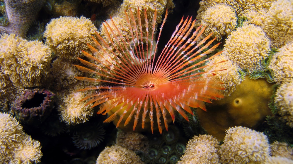 Feather duster worm coral