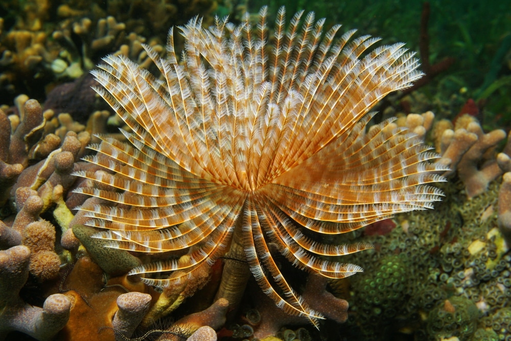 feather duster worm in aquarium