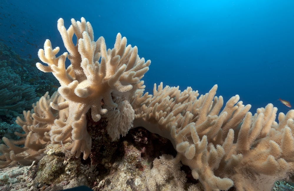 Finger leather coral