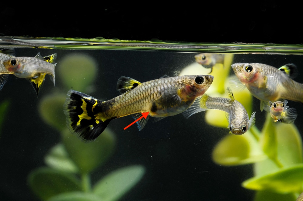 gravid guppy